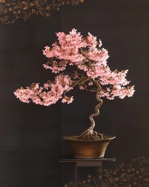 Fresh 30 Japanese Flowering Cherry Blossom Bonsai Seeds Sakura Bonsai Seeds E Garden
