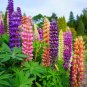 Fresh Giant Lupine Seeds Exotic Flowers 50+ Seeds Of Russell Mix Lupine Wildflower Garden