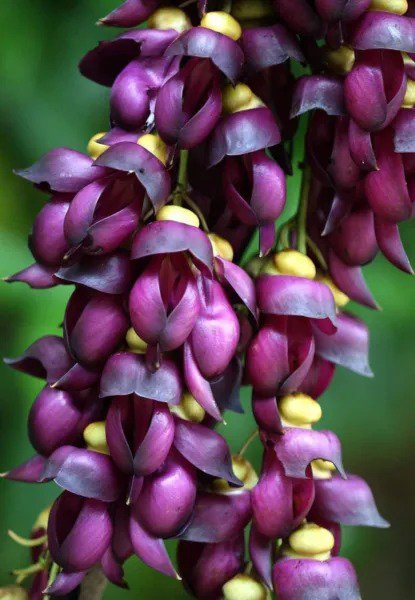 Fresh Climbing Jade Vine Seeds To Plant 4 Big Healthy Seeds Mucuna Sempervirens Se Garden