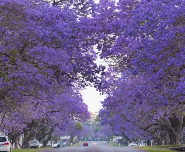 Fresh Blue Jacaranda Tree Seeds (100 Seeds) Rare Blue Flowering Tree Garden