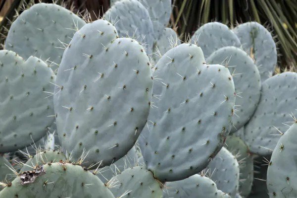 Fresh Giant Prickly Pear Cactus Seeds 20+ Seeds Opuntia Robusta Ships From Iowa Garden