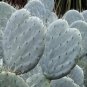 Fresh Giant Prickly Pear Cactus Seeds 20+ Seeds Opuntia Robusta Ships From Iowa Garden