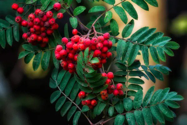 Fresh American Mountain Ash Sorbus Americana 10 Seeds Garden