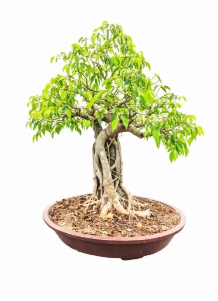 Fresh Weeping Fig Bonsai Tree Seeds 25 Seeds Ficus Benjamina Excellent Indoor Plan Garden