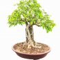 Fresh Weeping Fig Bonsai Tree Seeds 25 Seeds Ficus Benjamina Excellent Indoor Plan Garden