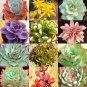 Fresh Succulent Seeds Mix 30+ Seeds Echeveria Species Mix Ships From Iowa Usa Garden