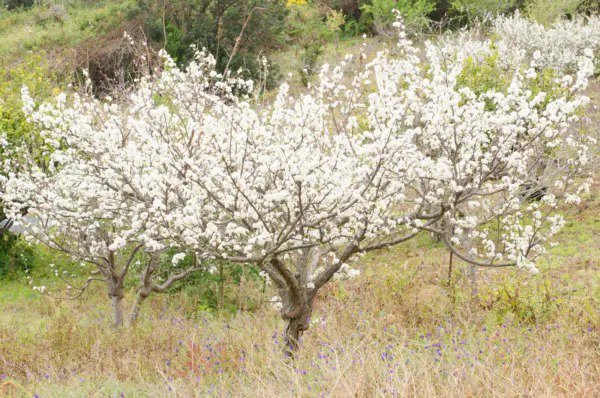 Fresh Wild Plum Tree Seeds For Planting 10 Seeds Of Prunus Umbellata Made In Usa Garden