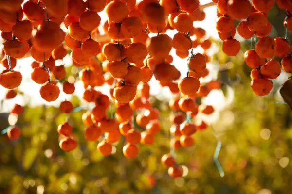 Fresh American Persimmon Tree Seeds 20 Seeds Made In Usa Ships From Iowa Popula Garden