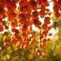 Fresh American Persimmon Tree Seeds 20 Seeds Made In Usa Ships From Iowa Popula Garden