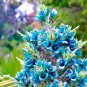 Fresh 15 Sapphire Tower Seeds For Planting Rare Flowering Cactus Puya Seeds Garden
