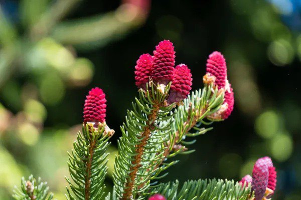 Fresh Red Spruce Tree Seeds 30 Seeds Ships From Iowa Usa Picea Rubens Garden
