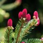 Fresh Red Spruce Tree Seeds 30 Seeds Ships From Iowa Usa Picea Rubens Garden