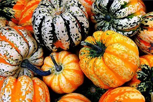 Fresh Carnival Acorn Squash Seeds For Planting 20 Seeds Grow Your Own Fall Decor Garden