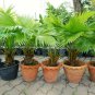 Fresh Palmetto Tree Seeds For Planting 10 Seeds Sabal Palmetto Garden