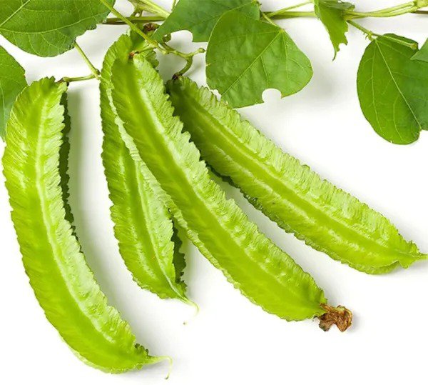 Fresh 10 Winged Bean Seeds For Planting Exotic Asian Winged Bean Garden