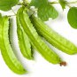 Fresh 10 Winged Bean Seeds For Planting Exotic Asian Winged Bean Garden
