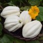 Fresh Mashed Potato Squash Seeds For Planting (10 Seeds) Exotic White Squash Gourme Garden