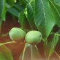 Fresh Carpathian Walnut Seeds For Planting 5 Seeds Juglans Regia Carpathian Garden