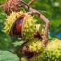 Fresh 2 Horse Chestnut Seeds For Planting Amazing And Exotic Fruit Tree Garden