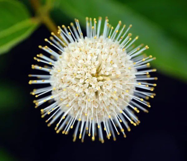 Fresh Buttonbush Seeds For Planting 100 Seeds Cephalanthus Occidentalis Garden
