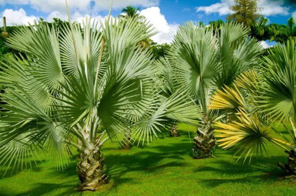 Fresh Mexican Fan Palm Tree Seeds Washingtonia Robusta Mexican Washingtonia 15 Prem Garden