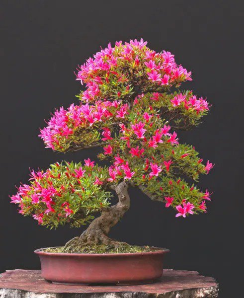 Fresh Pink Azalea Bonsai Tree Seeds For Planting 30 Seeds Prized Flowering Bonsai S Garden