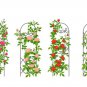 Fresh Climbing Rose Vine Seeds 30+ Seeds For Planting Garden