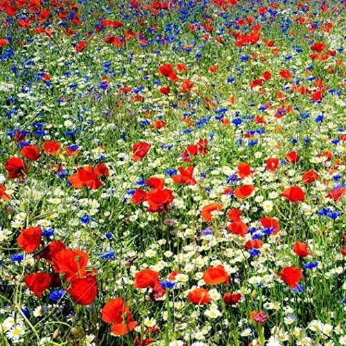 Fresh Red White And Blue Wildflower Mix 200 Seeds Garden