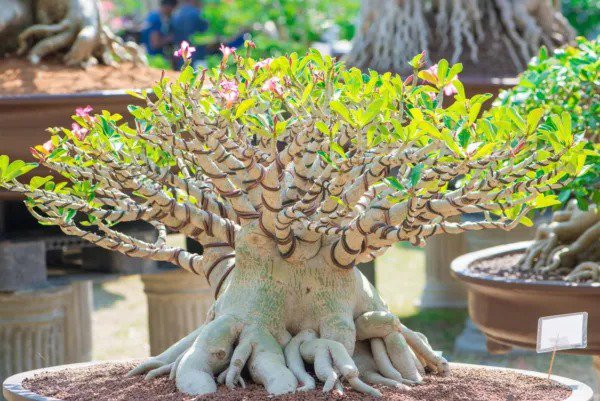 Fresh 20 Rare Exotic Desert Rose (Adenium Obesum) Mixed Seeds Grow Desert Rose Bonsa Garden