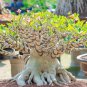 Fresh 20 Rare Exotic Desert Rose (Adenium Obesum) Mixed Seeds Grow Desert Rose Bonsa Garden