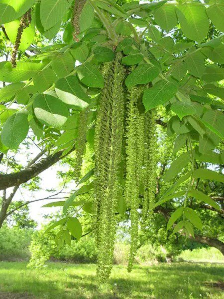 Fresh 4 Heartnut Tree Seeds For Planting Juglans Ailantifolia Cordiformis Garden