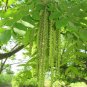 Fresh 4 Heartnut Tree Seeds For Planting Juglans Ailantifolia Cordiformis Garden