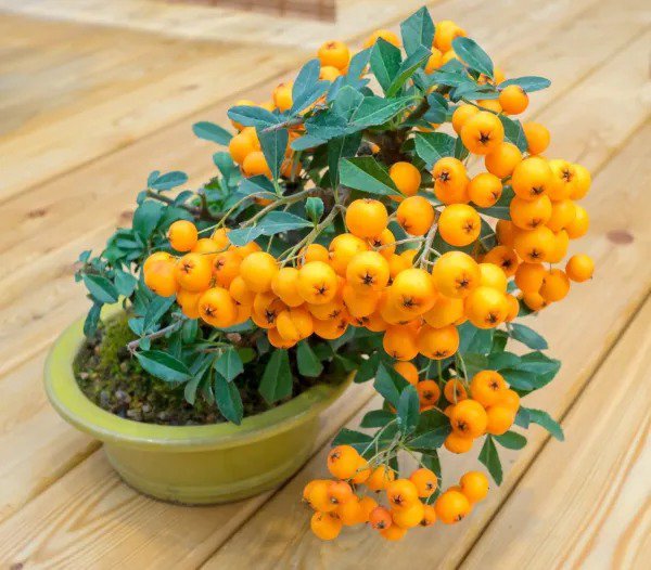 Fresh Orange Firethorn Bonsai Tree Seeds 30 Seeds To Plant Garden