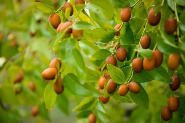 Fresh Chinese Date Tree Seeds For Planting 6 Seeds Jujube Chinese Date Tsao Zizi Garden
