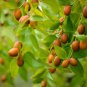 Fresh Chinese Date Tree Seeds For Planting 6 Seeds Jujube Chinese Date Tsao Zizi Garden