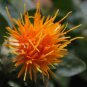 Fresh Safflower Saffron Carthamus Tinctorius Yellow Orange Flower Seeds Ctavl (300 See Garden