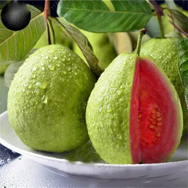 Fresh 100 Guava Fruit Tree Seeds For Planting Exotic And Delicious Tropical Fruit. G Garden