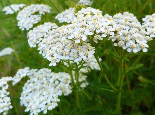 Fresh White Yarrow Western Flower Seeds 1000 Seeds Per Packet Botanical Name: Achill Garden