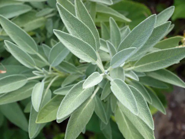 Fresh 250+ Broadleaf Sage Seeds For Planting Made In Usa Easy Growing Perennial Garden