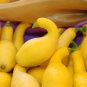 Fresh Crookneck Squash Seeds For Planting 30 Seeds Made In Usa Garden