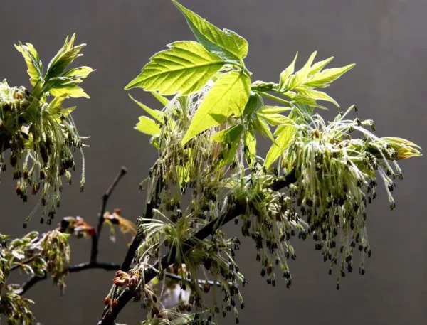 Fresh Boxelder Maple Tree Seeds For Planting 30 Seeds Acer Negundo Ships From Iowa Garden