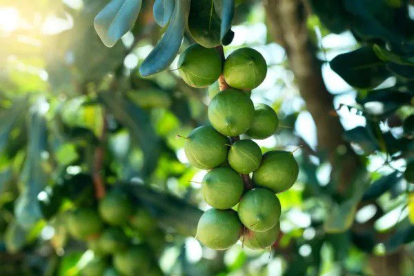 Fresh 5 Macadamia Nut Tree Seeds Macadamia Integrifolia Ships From Iowa Usa Garden
