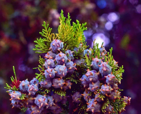 Fresh 30 Oriental Arborvitae Tree Seeds For Planting Platycladus Orientalis Garden