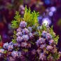 Fresh 30 Oriental Arborvitae Tree Seeds For Planting Platycladus Orientalis Garden