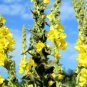 Fresh 50 Seeds Mullein Seed Ornamental Plant Flowering Heirloom Non Gmo Open Polli Garden