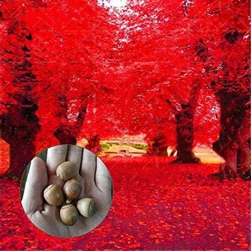 Fresh Red Oak Tree Seeds For Planting 5 Seeds Highly Prized For Bonsai Red Oak Tr Garden