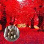 Fresh Red Oak Tree Seeds For Planting 5 Seeds Highly Prized For Bonsai Red Oak Tr Garden