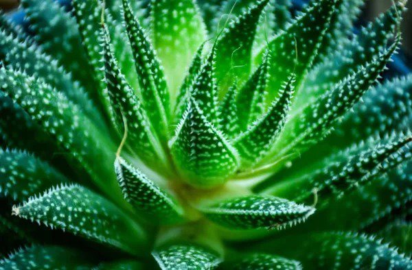 Fresh Aloe Species Seed Mix For Planting 50 Seeds Grow Mixed Aloe Ships From Iowa Garden
