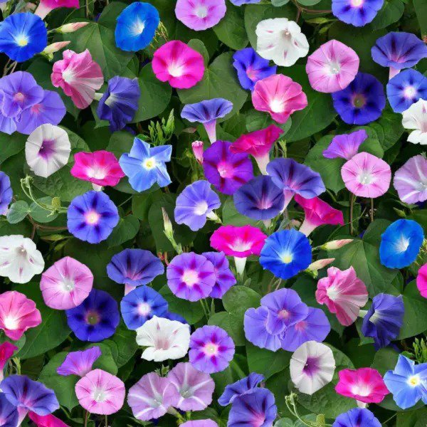 Fresh 200 Pcs Morning Glory Seeds For Planting Non Gmo Flower Seeds For Home De Garden
