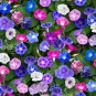 Fresh 200 Pcs Morning Glory Seeds For Planting Non Gmo Flower Seeds For Home De Garden